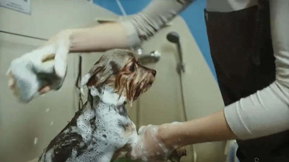 A Yorkshire terrier being washed in a salon tub