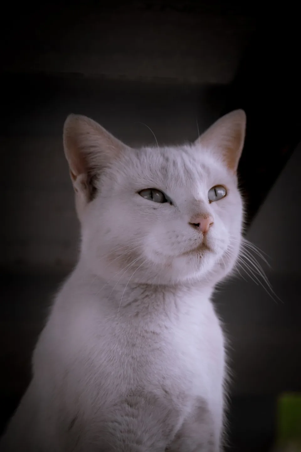 Close portrait of a white cat in soft lighting