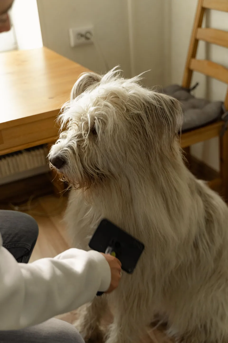 A fluffy dog having its coat carefully combed indoors