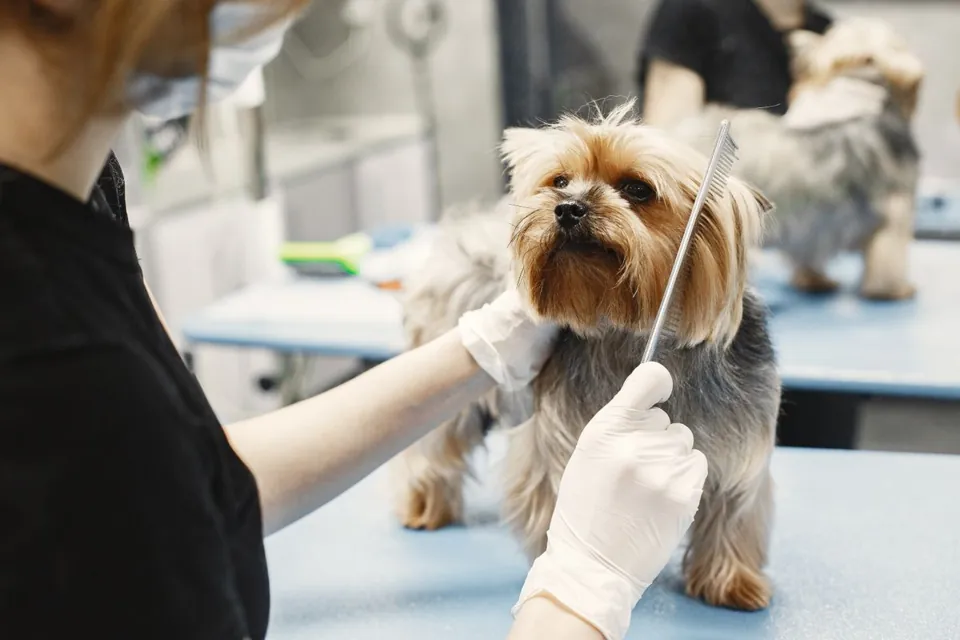 Gloved hands combing a Yorkshire terrier’s coat in a grooming salon