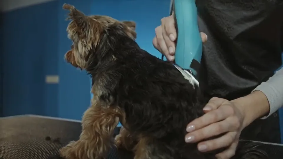 A groomer trimming a Yorkshire terrier’s coat