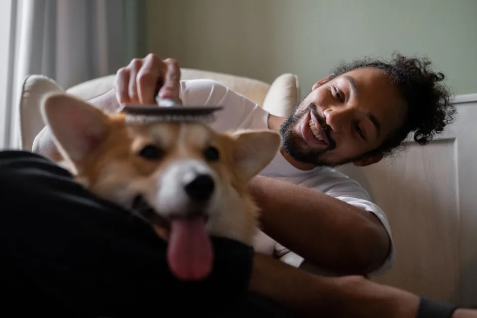 A person brushing a happy corgi at home