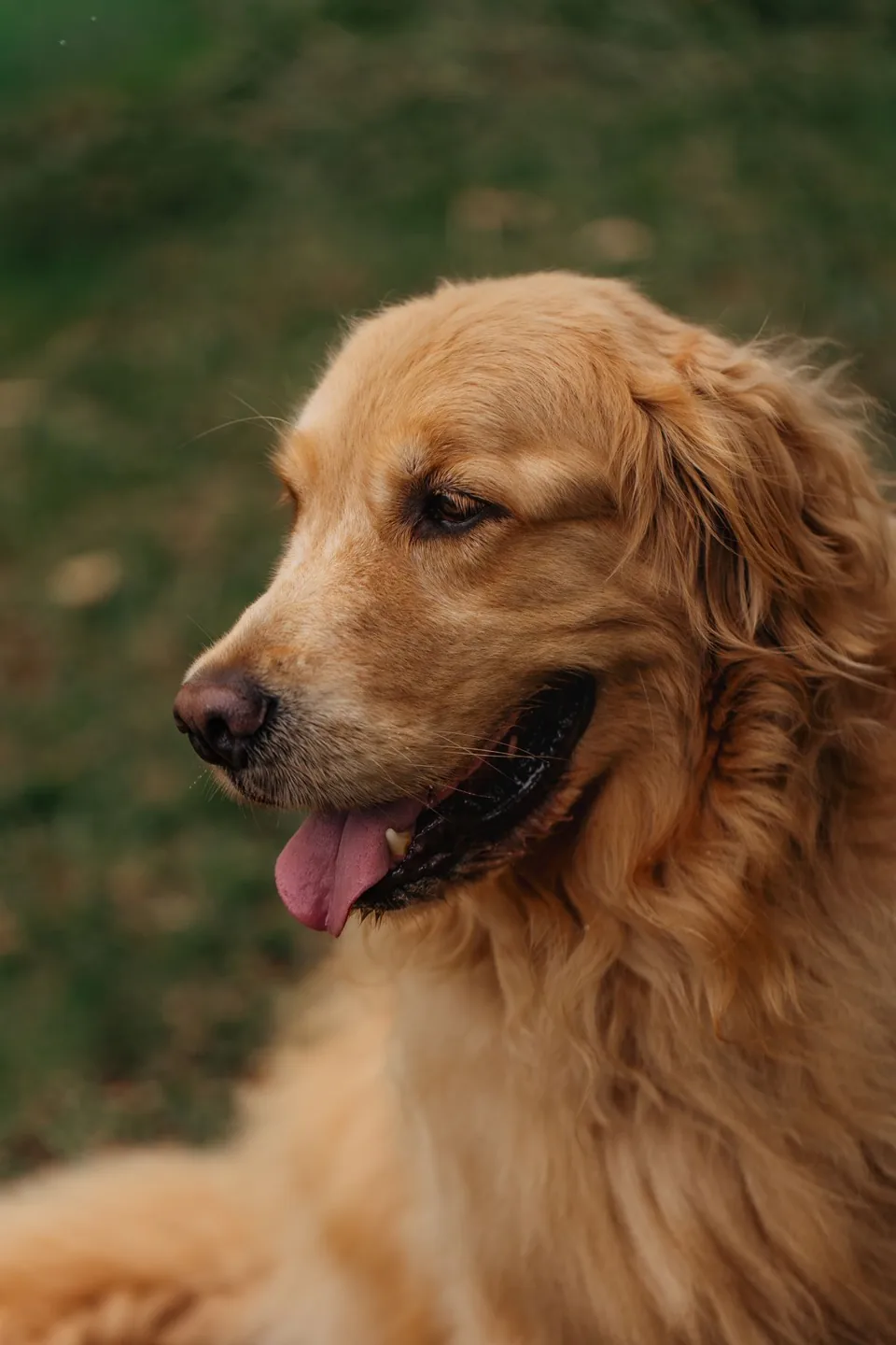 Golden retriever with a soft golden coat looking into the distance