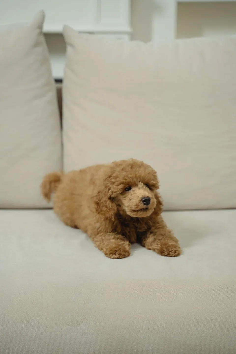 Brown poodle puppy resting on a beige sofa